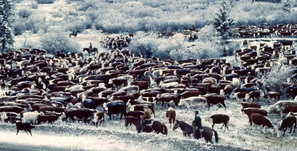 Large herd of cattle grazing in a snowy winter landscape near Ottawa.