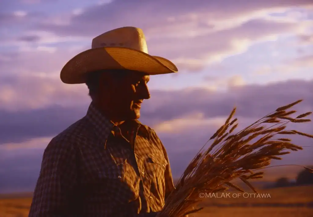 Rancher holding wheat stalks during sunset in Alberta, showcasing rural farming life.