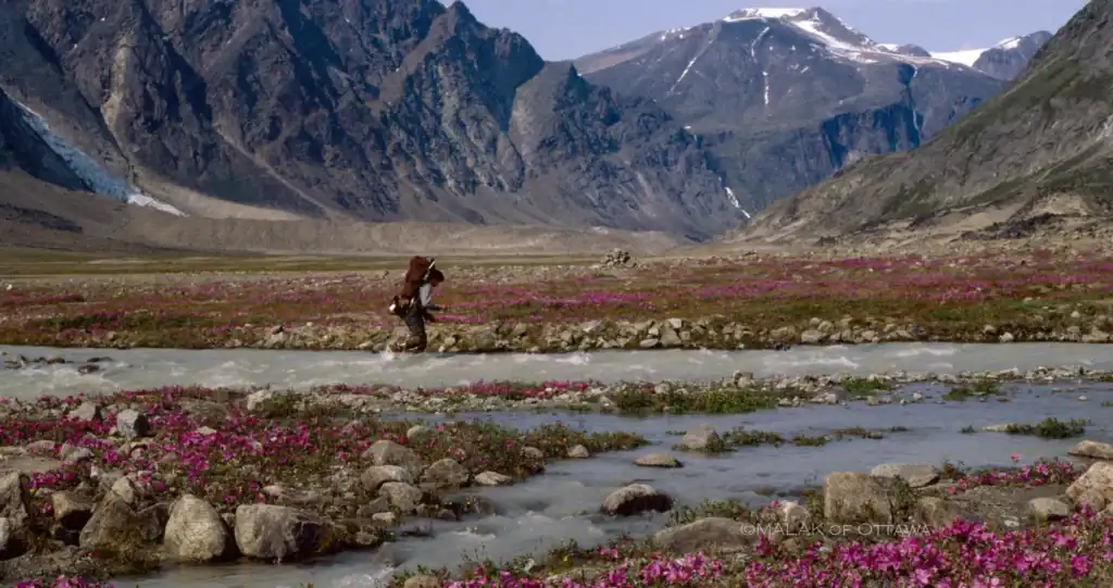 Hiker crossing a river in Auyuittug National Park, Nunavut, surrounded by mountains and wildflowers.