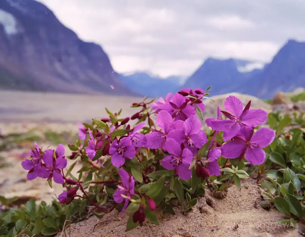 Vivid pink flowers of Malak of Ottawa with mountain landscape background.
