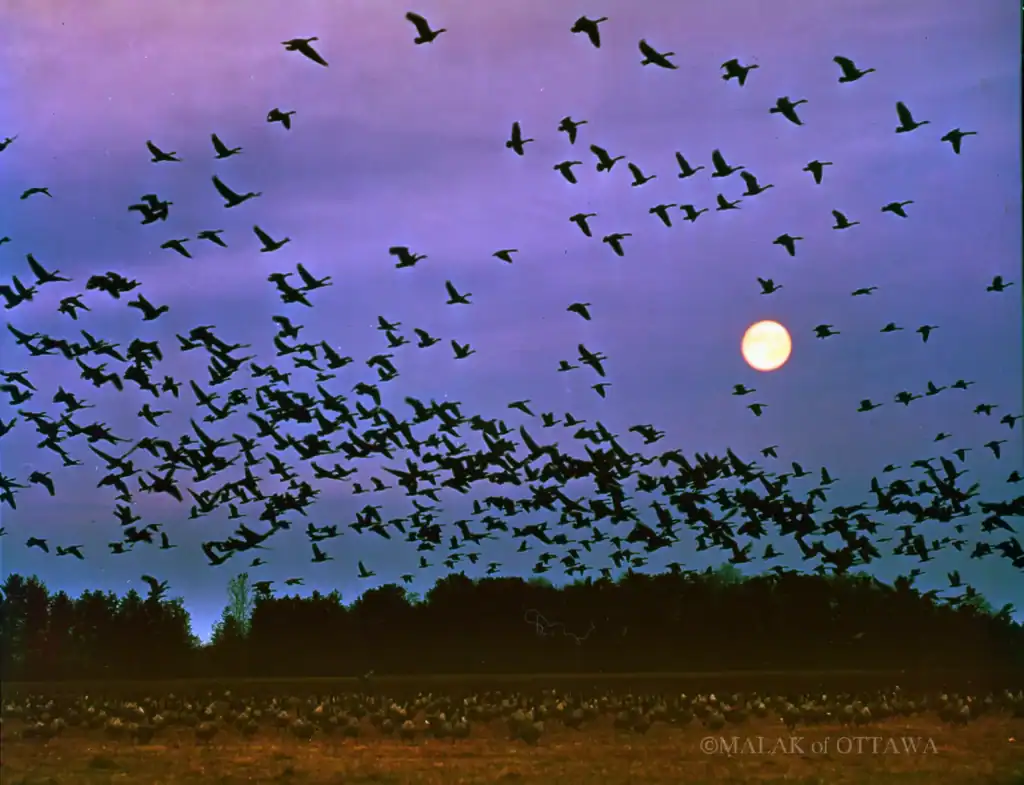 Birds flying at dusk over a field in Ottawa, Canada, with the moon visible in the sky.
