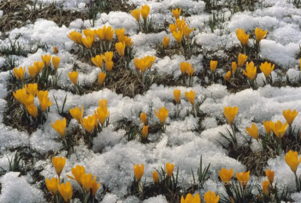 Crocuses emerging from snow, symbolizing early spring in Ottawa.