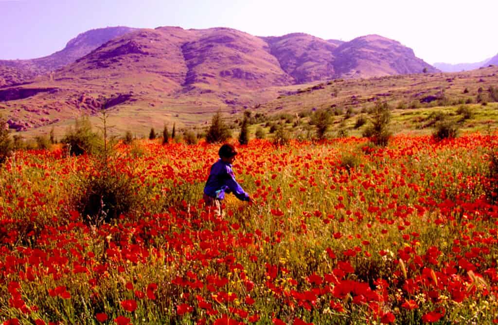 Poppy field with vibrant red flowers near Antalya, Turkey, showcasing natural beauty and colorful la.