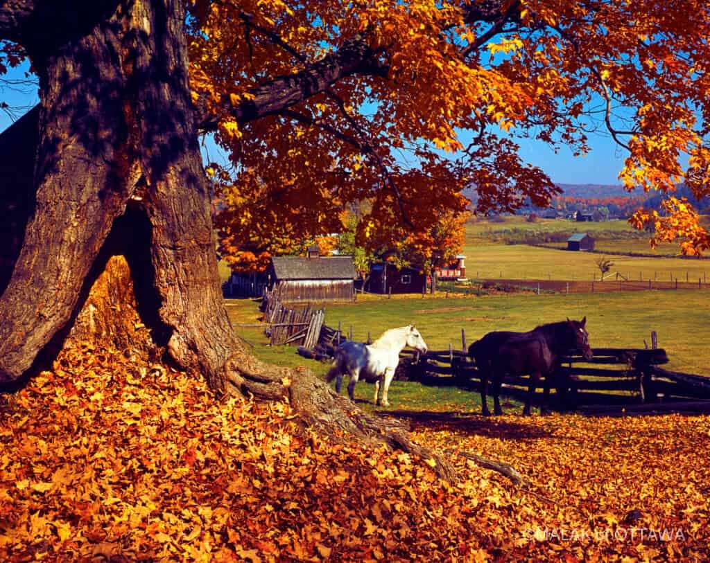 Horses grazing under a large colorful fall tree in a rural landscape.