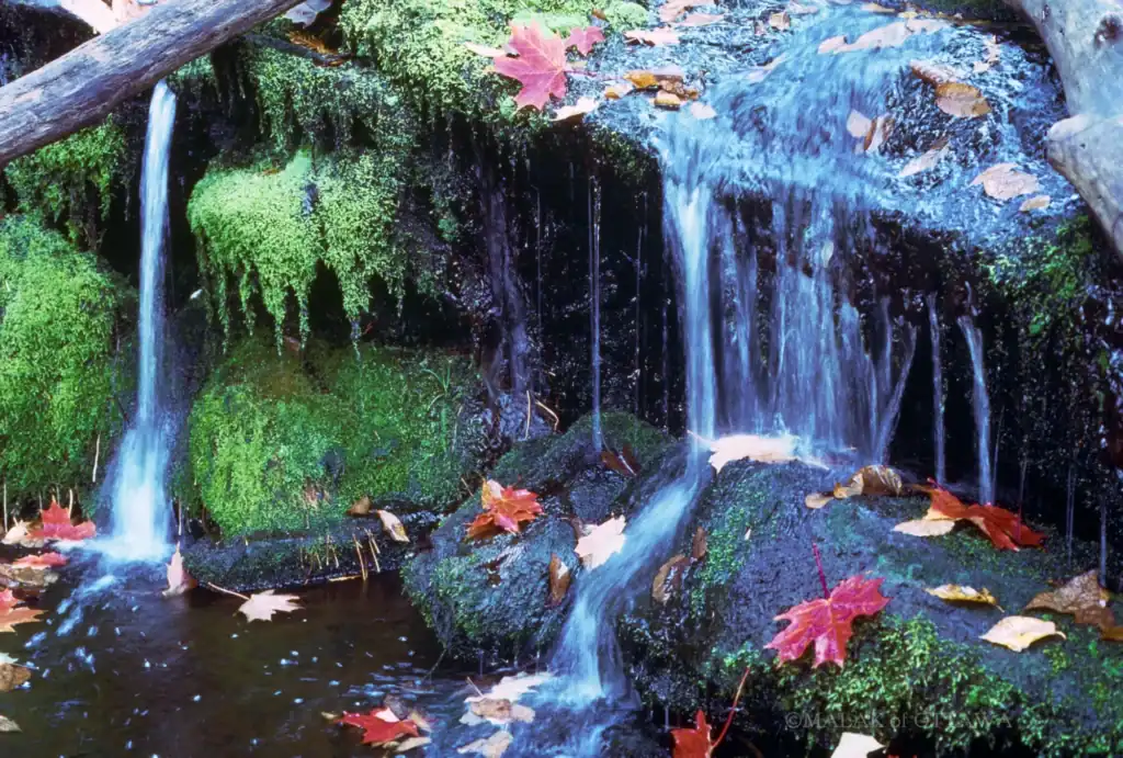 Waterfall in a lush green forest with moss-covered rocks and fallen autumn leaves.