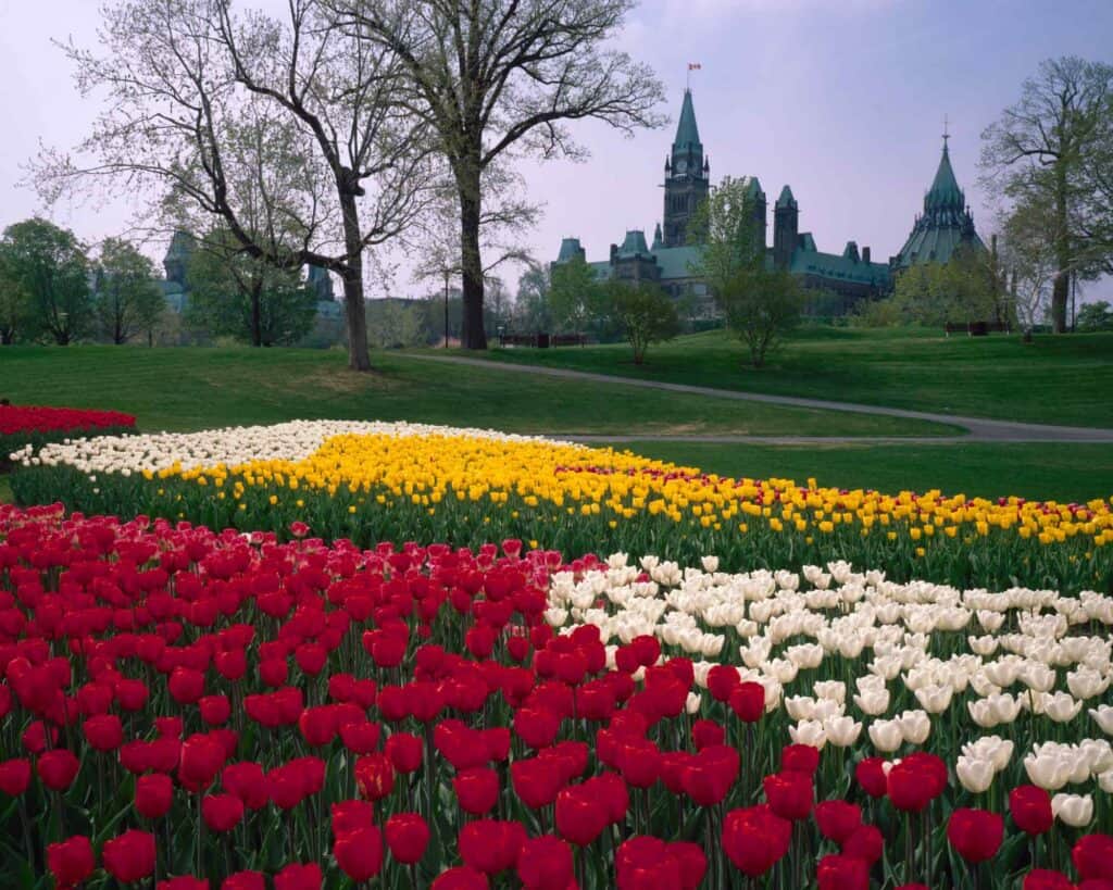 Beautiful tulip garden in Ottawa showcasing vibrant red, white, and yellow flowers near Parliament H.