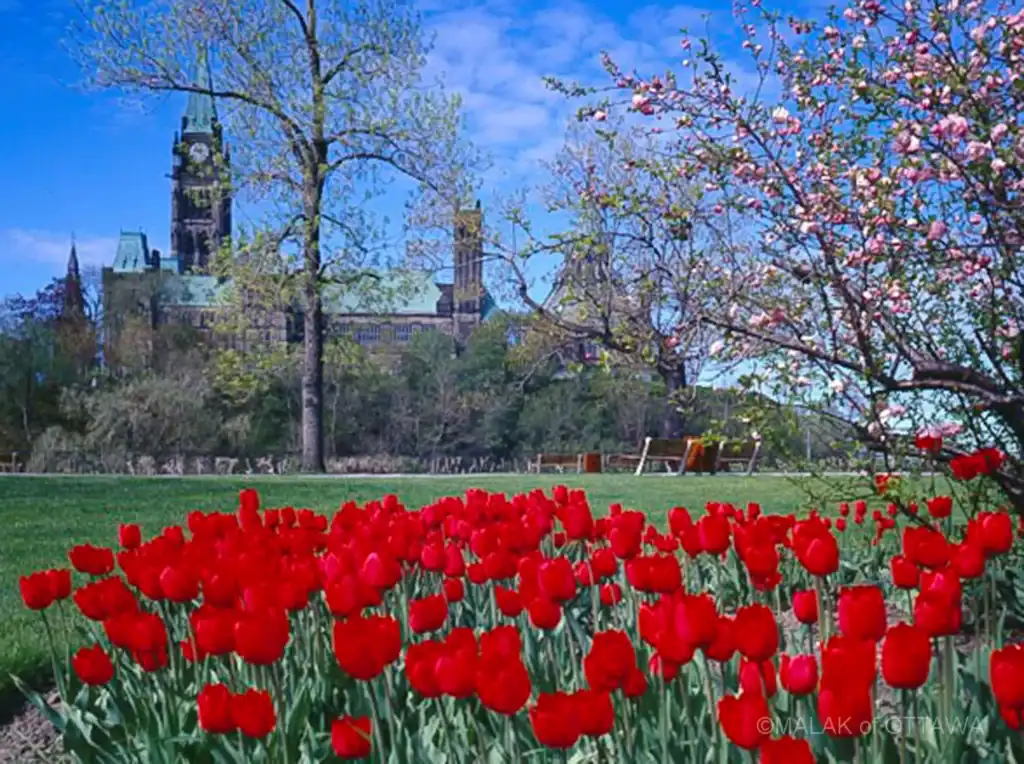 Ottawa tulip garden with Parliament Hill in the background.