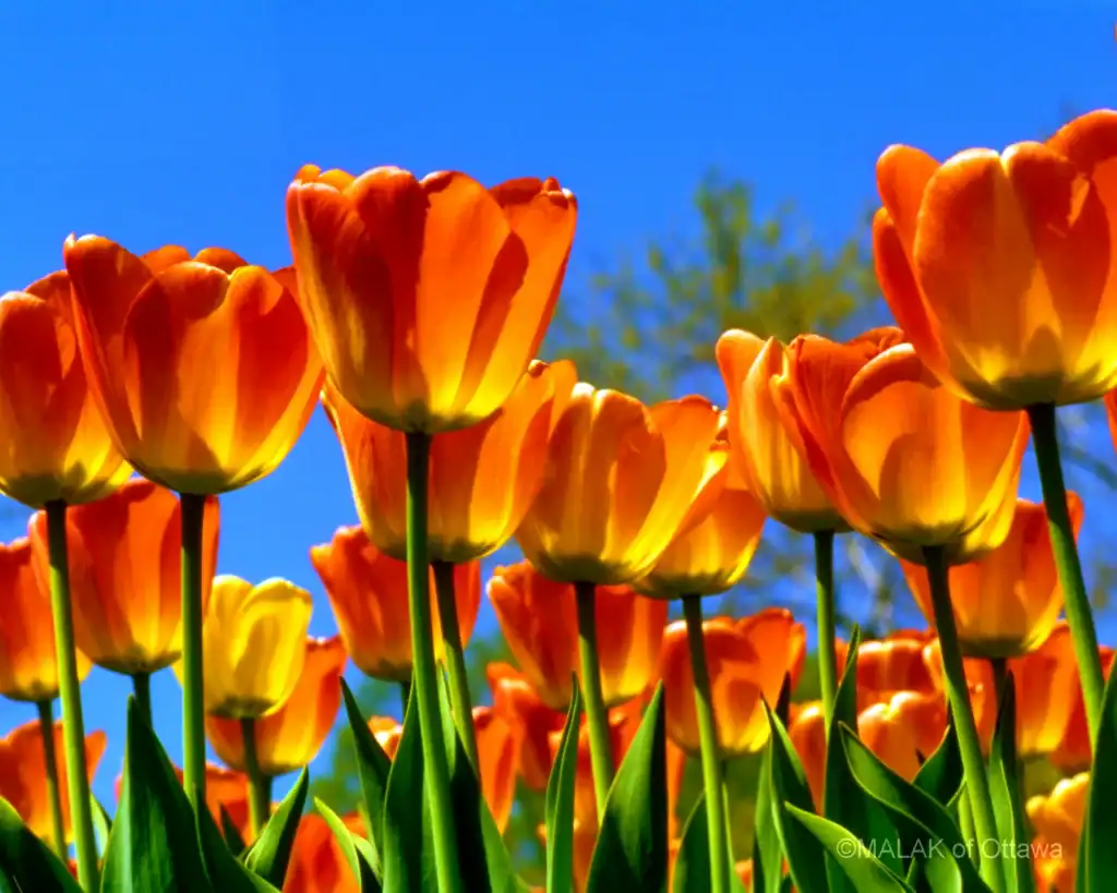 Bright orange tulips against a clear blue sky.
