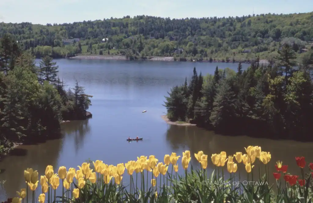 Beautiful lake surrounded by lush green trees in Ottawa, with yellow and red tulips in the foregroun.
