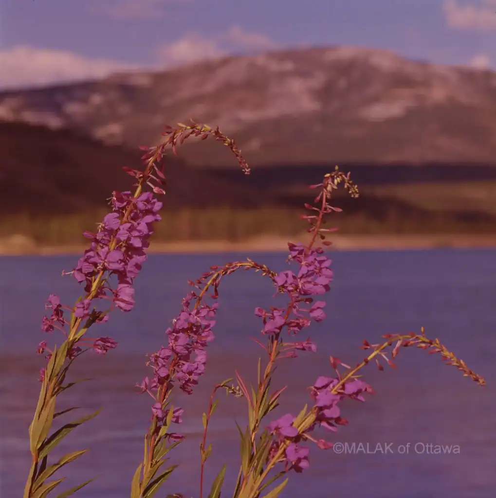 Pink wildflowers growing near a lake with mountains in the background.