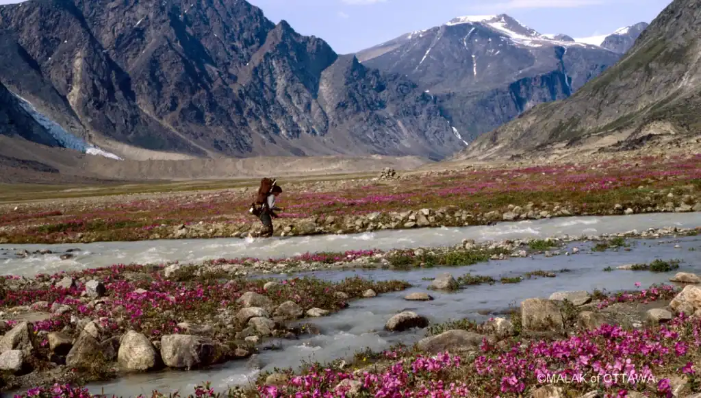 Hiker crossing a mountain stream in a scenic valley with pink flowers and snow-capped peaks.