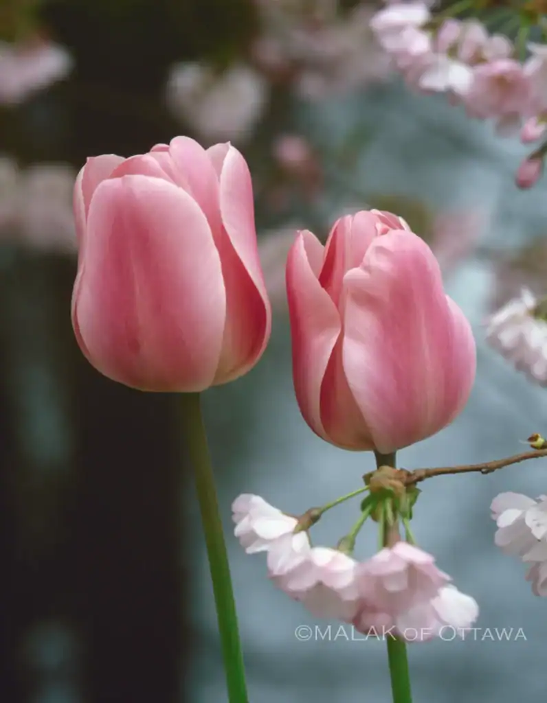 Pink tulips and cherry blossoms, beautiful spring flowers in Ottawa.