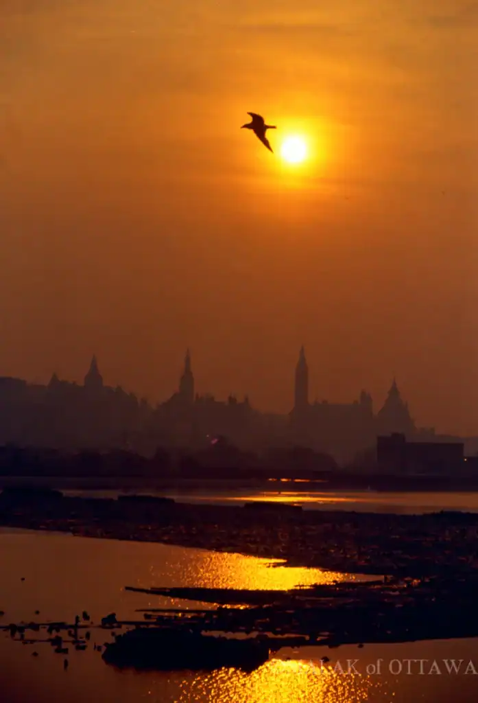 Sunset scene featuring Ottawa skyline silhouette and a soaring bird against a vibrant orange sky.