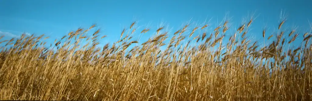 Wheat field with golden stalks under a bright blue sky, representing natural beauty and agricultural.