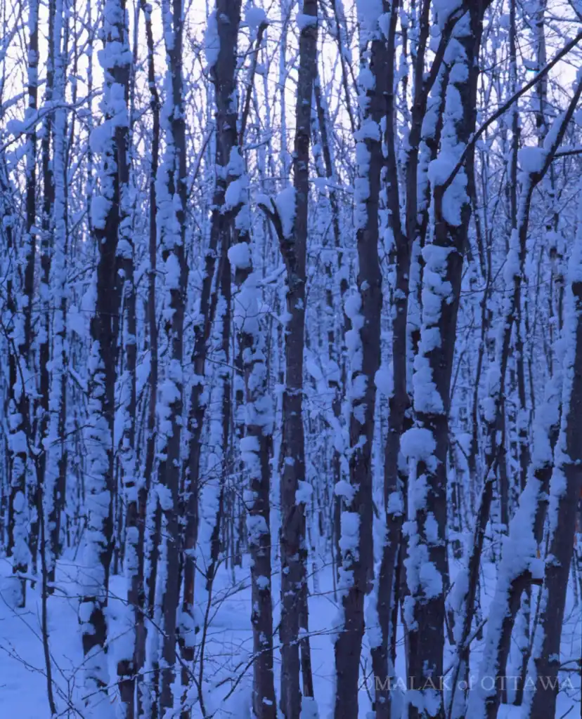 Snow-covered trees in a winter forest scene in Ottawa.