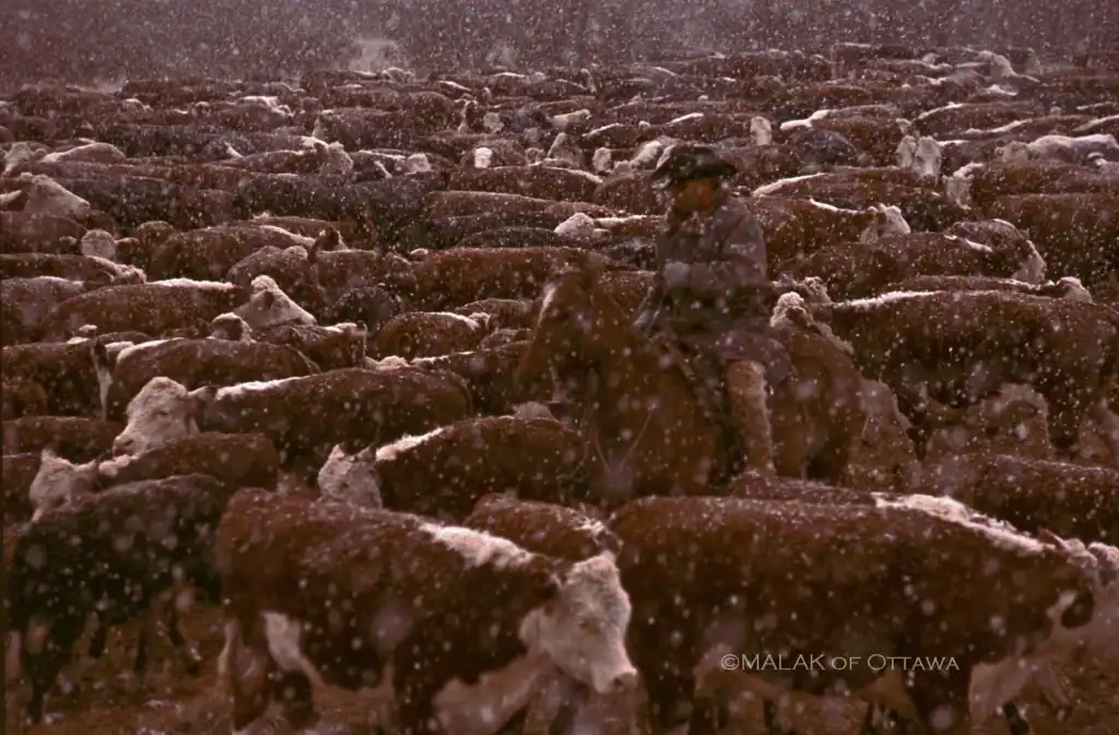 Cattle herd in snowy weather with a person herding livestock in Ottawa.