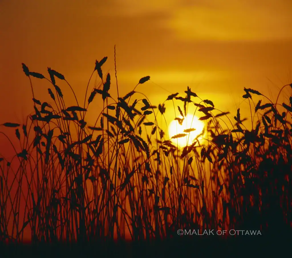 Sunset with silhouetted wheat stalks against a vibrant orange sky in Ottawa.